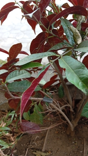 Excoecaria cochinchinensis observed 2026-10-05