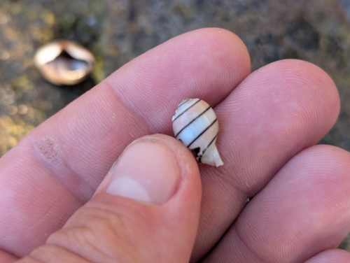 Hydatina amplustre observed 2026-10-04