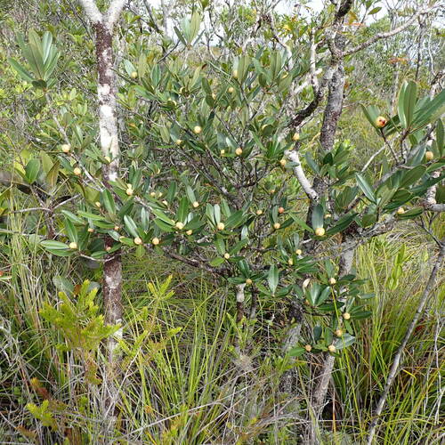 Montrouziera sphaeroidea observed 2026-10-04