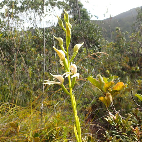 Megastylis gigas observed 2026-10-04