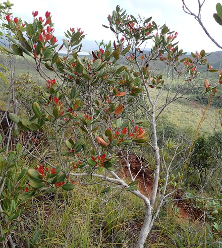 Pancheria observed 2026-10-04