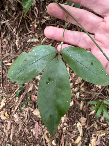 Cephalaralia cephalobotrys observed 2026-10-01
