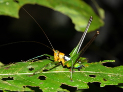 Glenophisis pretiosa