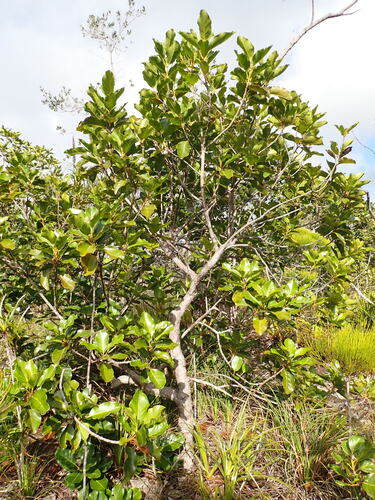 Arillastrum gummiferum observed 2026-10-04