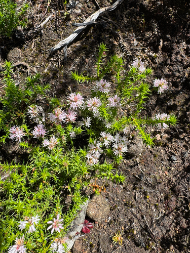 Andersonia sprengelioides observed 2026-10-03