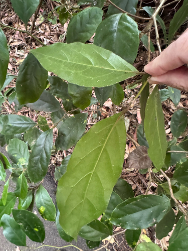Pennantia cunninghamii observed 2026-10-01