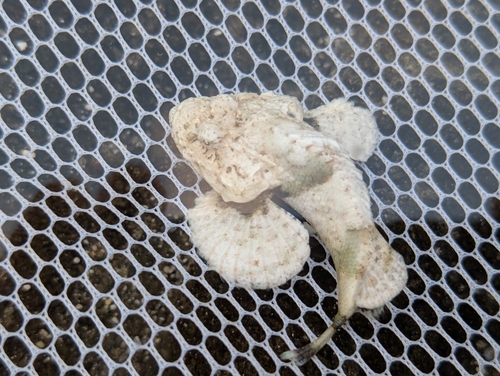 Scorpaenopsis diabolus observed 2026-10-04
