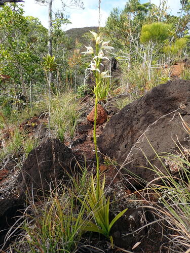 Megastylis gigas observed 2026-10-04
