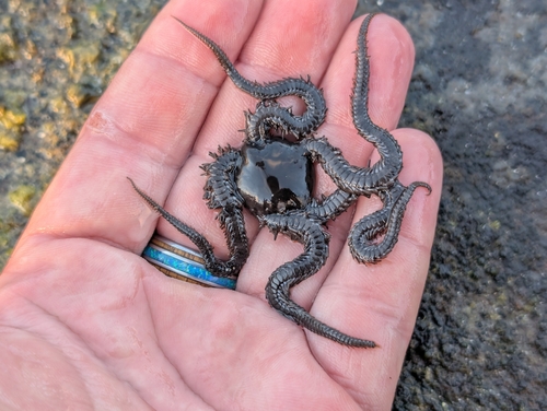 Ophiocoma, 2026-10-04