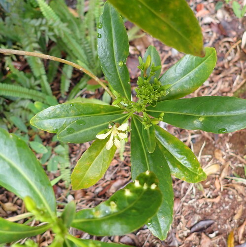 Scaevola montana observed 2026-10-04