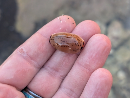 Cypraea isabella, 2026-10-04
