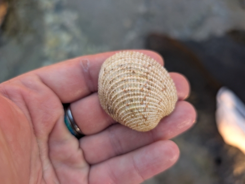 Antigona reticulata observed 2026-10-04