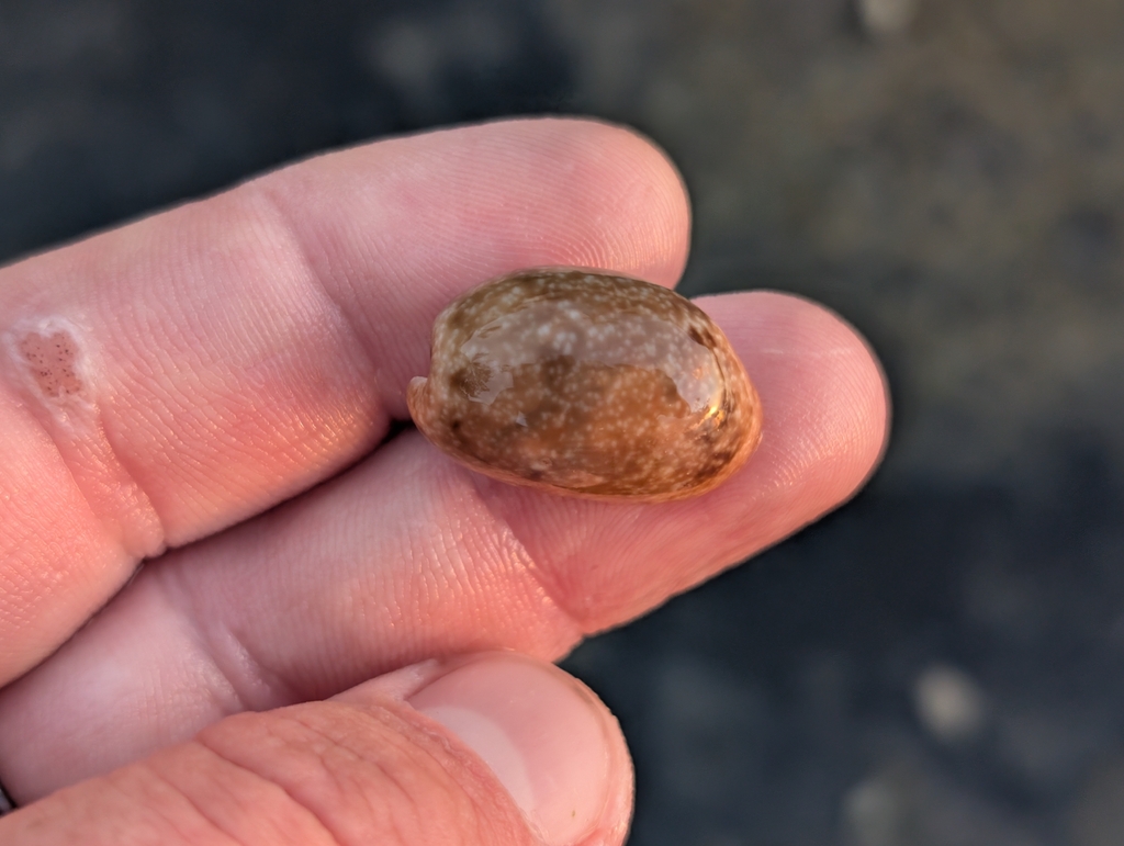 Bulla vernicosa