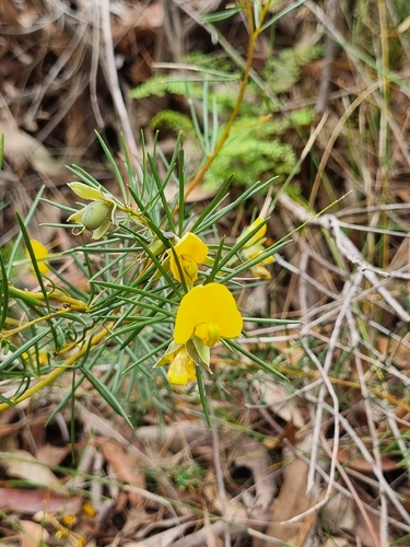 Gompholobium grandiflorum, 2026-10-05