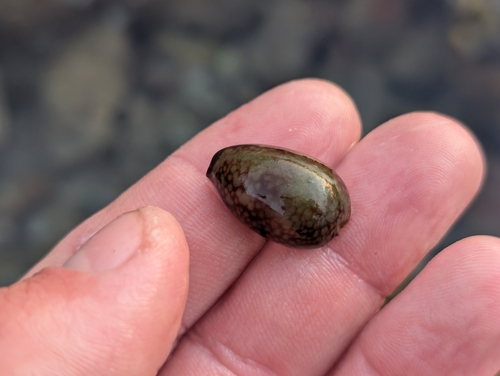 Cypraea caputserpentis observed 2026-10-04
