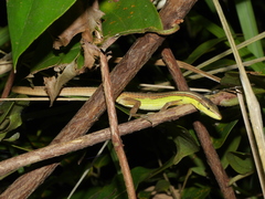 Takydromus sexlineatus
