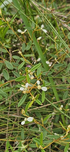 Spyridium vexilliferum observed 2026-10-05
