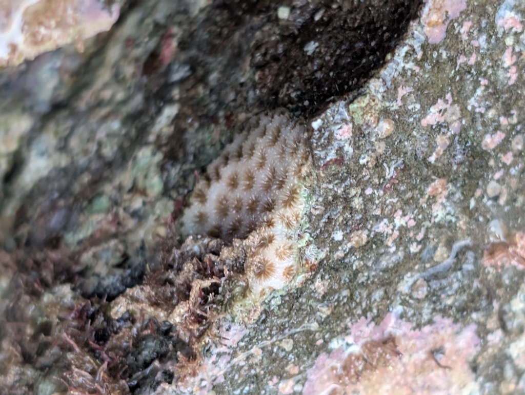 Crust coral
