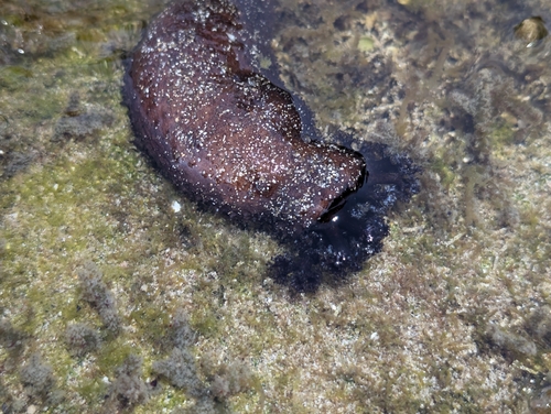 Holothuria cinerascens observed 2026-10-04