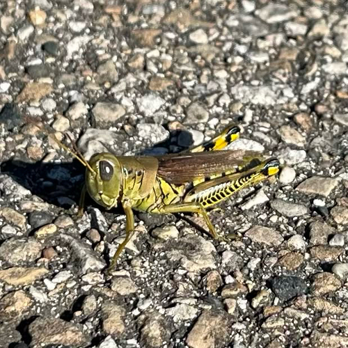 Differential Grasshopper