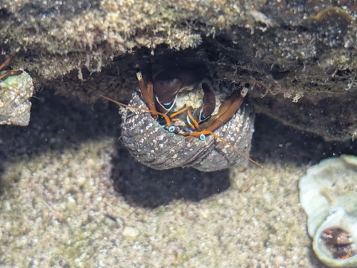 Calcinus laevimanus observed 2026-10-04