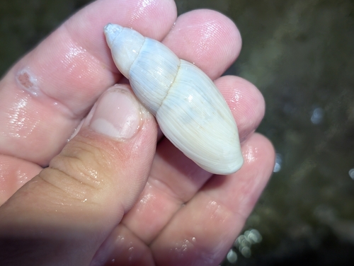 Euglandina rosea, 2026-10-04