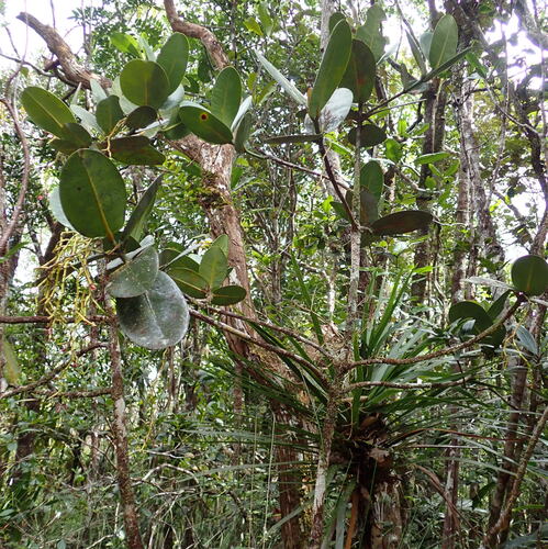 Garcinia amplexicaulis observed 2026-10-04
