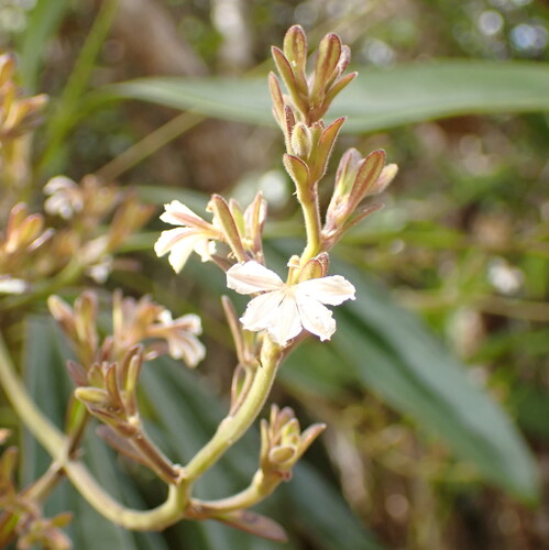 Scaevola beckii observed 2026-10-04