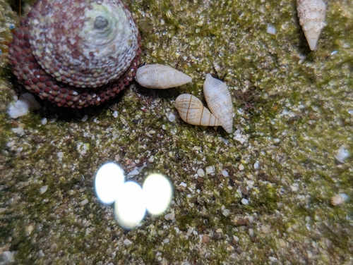 Cerithium nesioticum observed 2026-10-04
