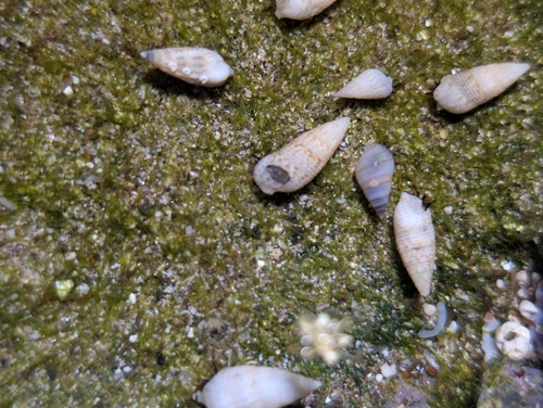 Cerithium nesioticum observed 2026-10-04