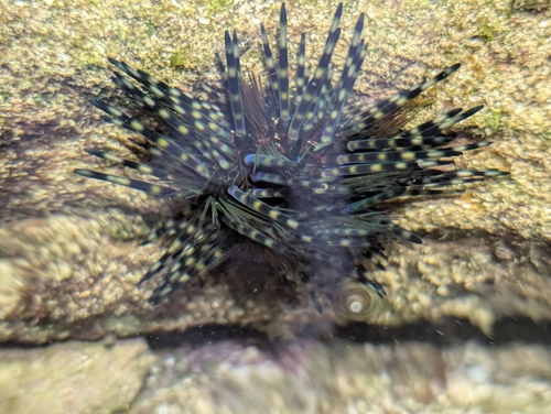 Echinothrix diadema observed 2026-10-04