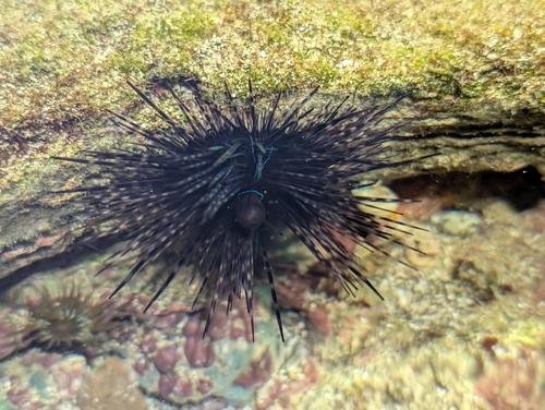Diadema savignyi, 2026-10-04