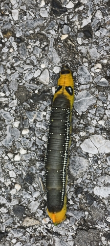 Oleander Hawkmoth