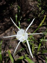 Hymenocallis crassifolia