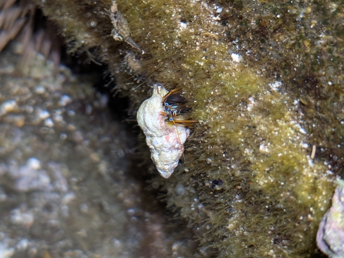 Calcinus laevimanus observed 2026-10-04