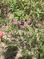 Zeltnera beyrichii