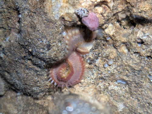 Eurythoe complanata observed 2026-10-04