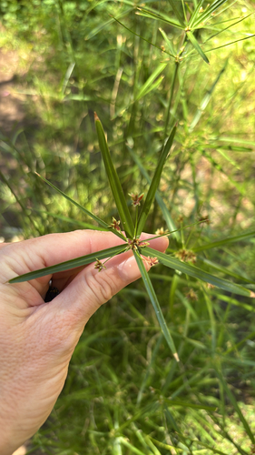 Cyperus vaginatus, 2026-10-05