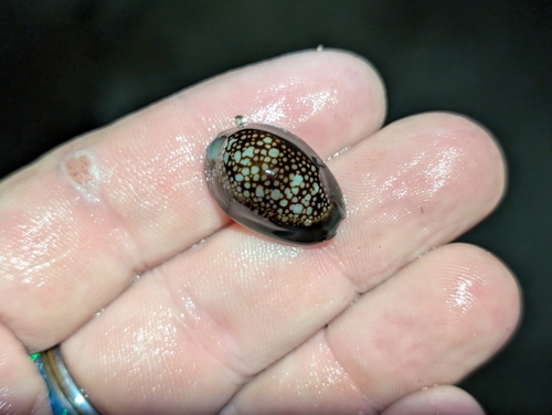 Cypraea caputserpentis observed 2026-10-04