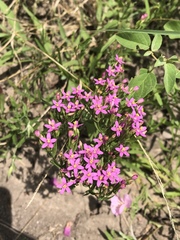 Zeltnera beyrichii