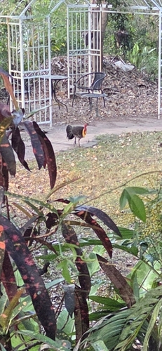 Yellow-pouched Brushturkey