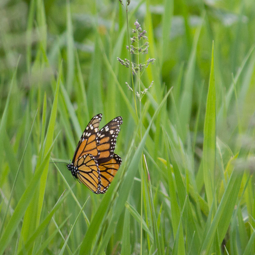 Monarch photographed in Nebraska