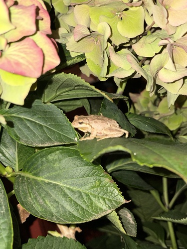Pacific chorus frog