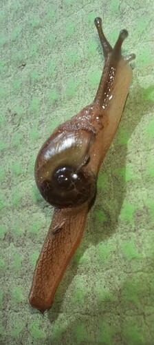 Crimson Foot Semi-slug
