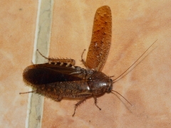 Epilamprinae