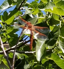 Libellula saturata