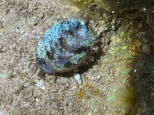 Cypraea caputserpentis observed 2026-10-04