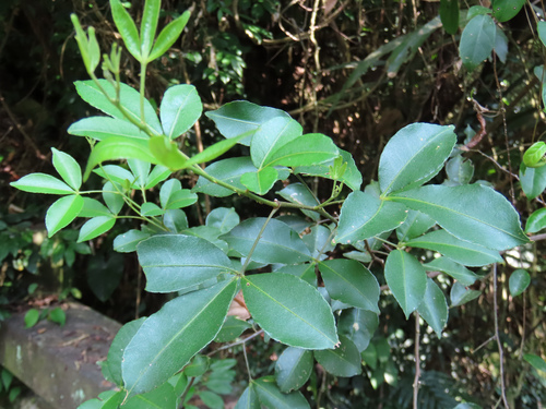 Zanthoxylum asiaticum observed 2026-09-26