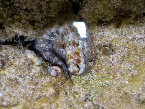 Blenniella gibbifrons observed 2026-10-04
