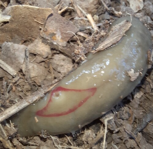 Red Triangle Slug